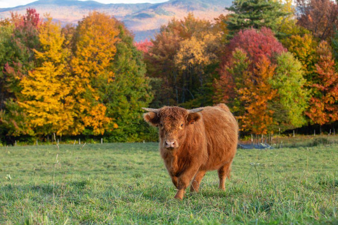 Highland cow in a colorful autumn field with vibrant trees.