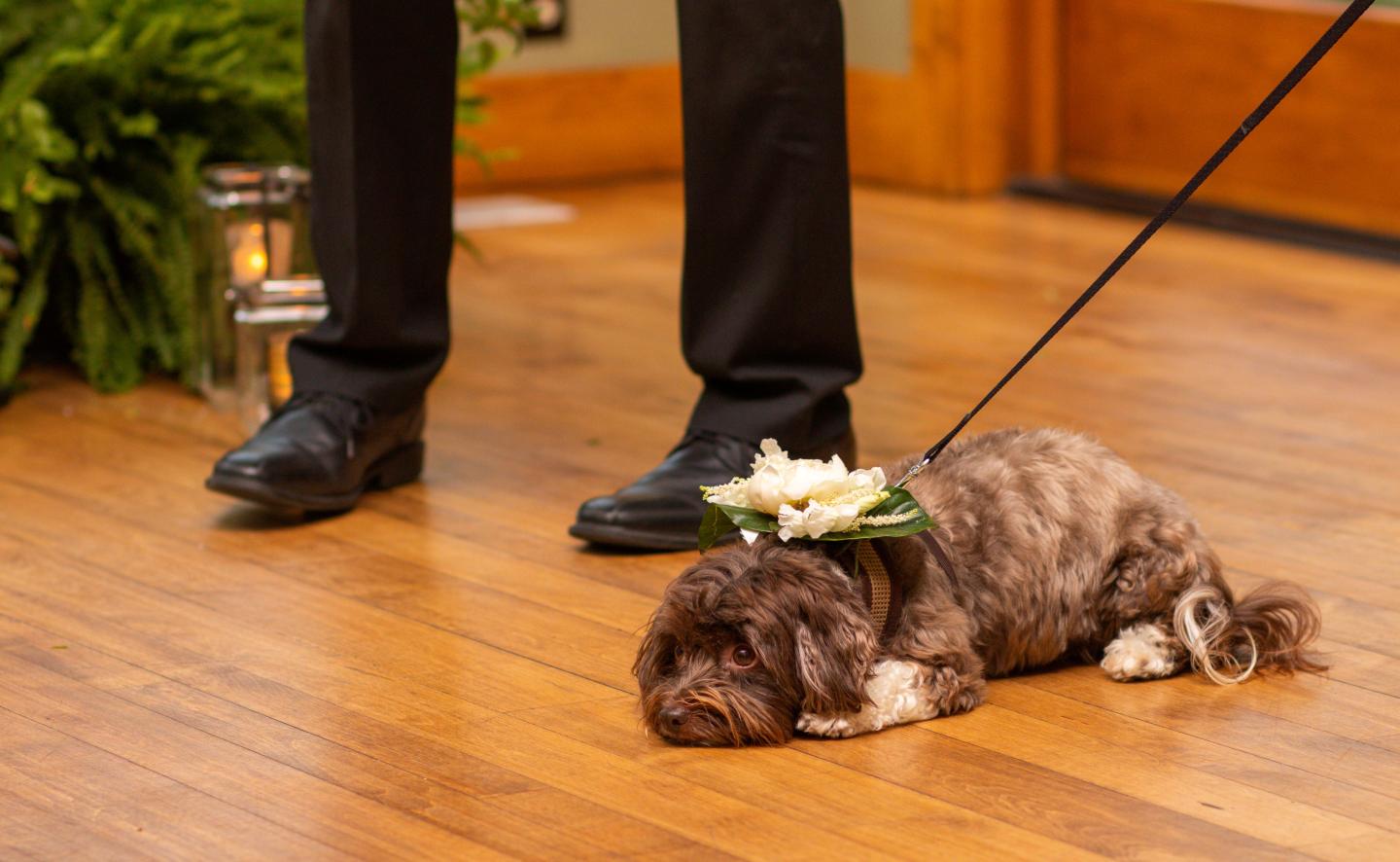 Dog with flowers on its back, lying on wooden floor near person's legs.