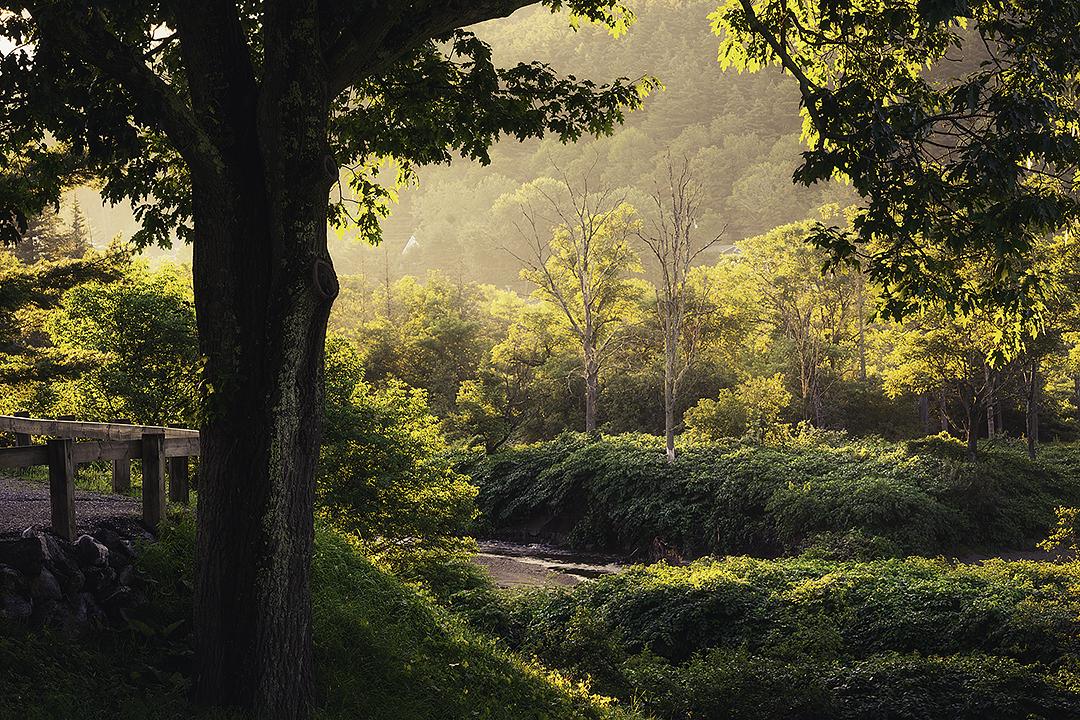 Sunlit forest with lush greenery and a gentle stream under a large tree.