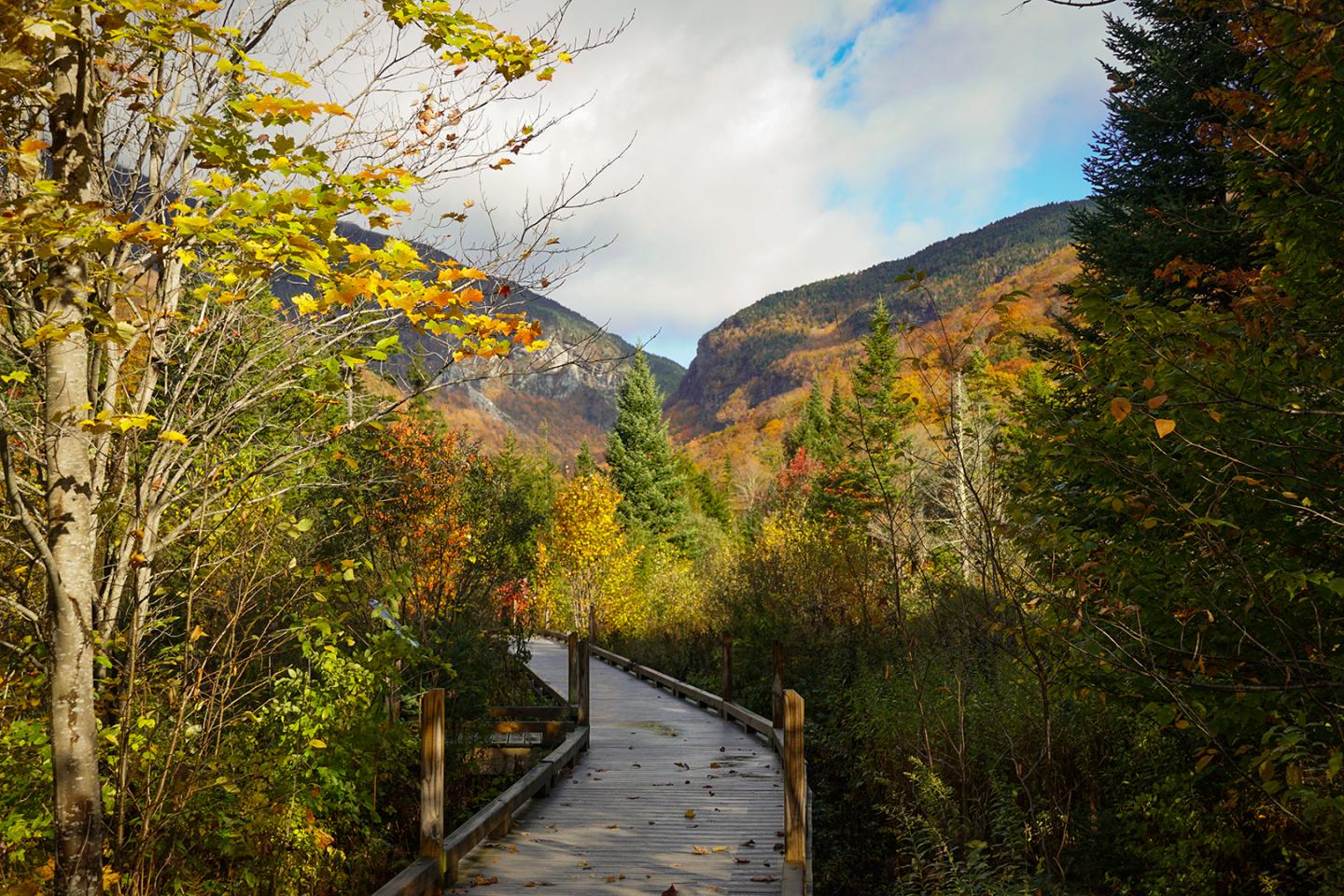 Wooden path through colorful autumn forest with mountains in the background.