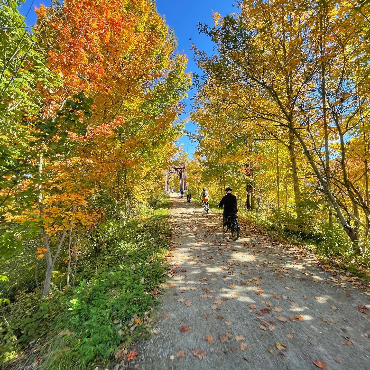 Bike path through autumn trees with vibrant leaves under a clear blue sky.