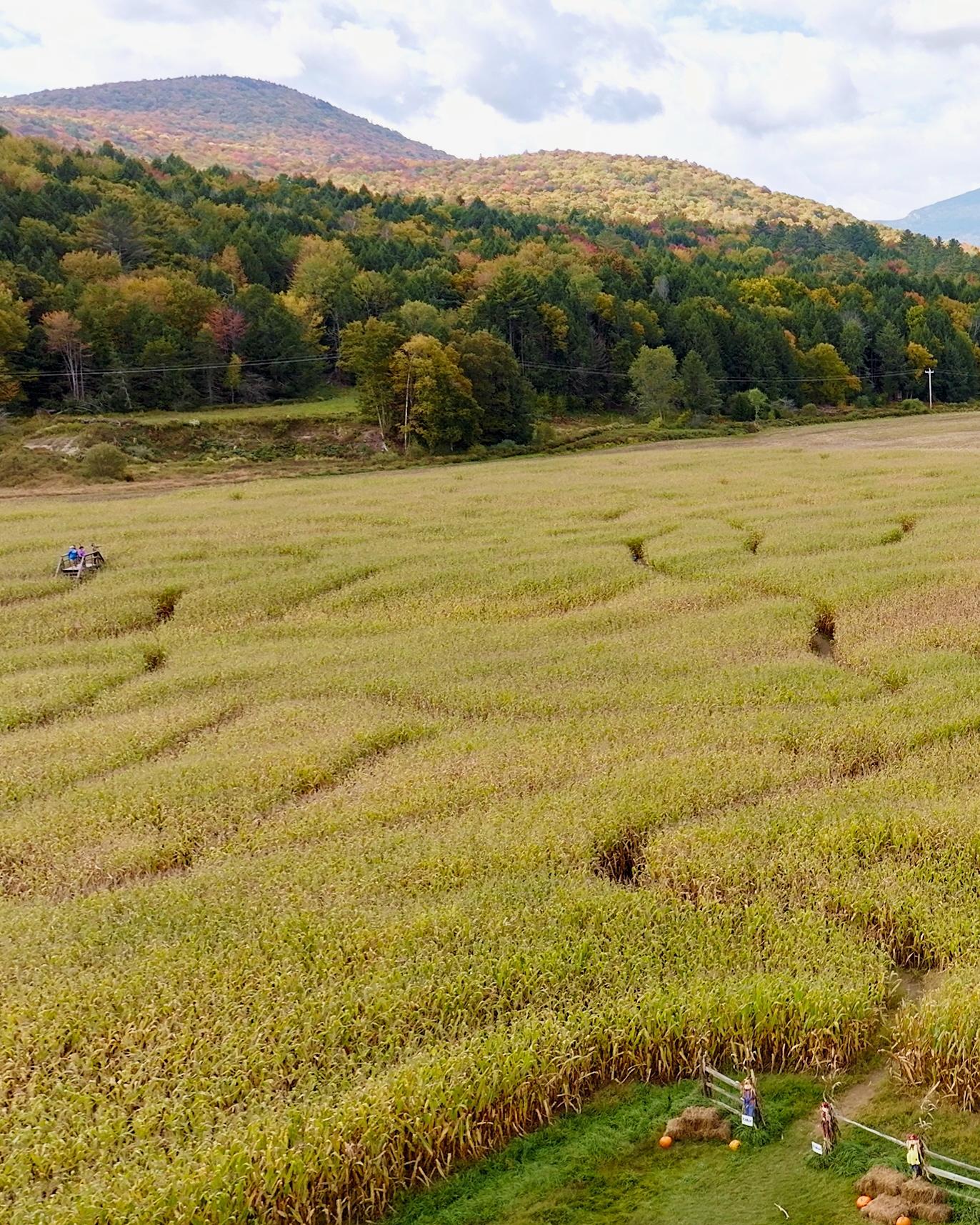 Cornfield maze with trees and hills in autumn colors in the background.