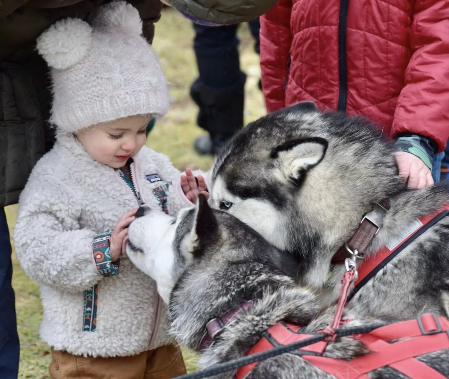 Toddler gently pets two huskies wearing sled dog harnesses