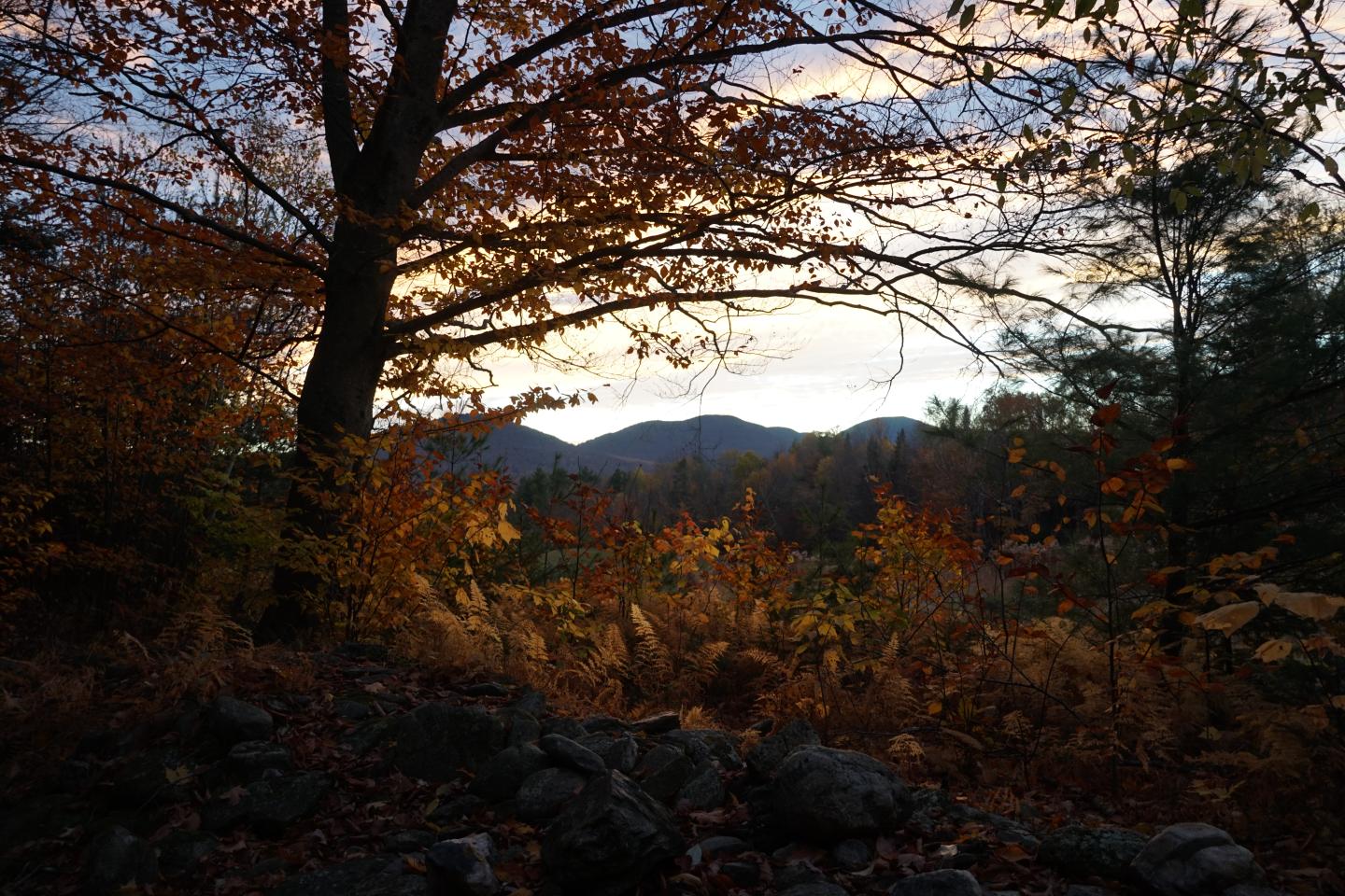 Autumn landscape with trees, rocky ground, and distant hills at sunset.