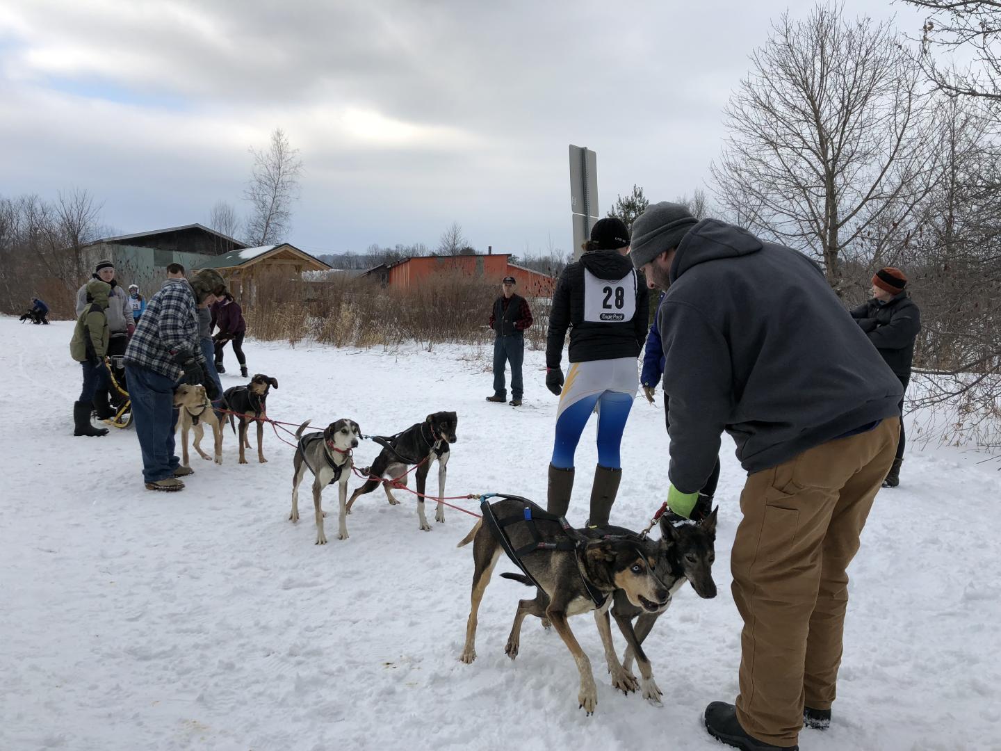 Sled dogs and mushers prepare for race in snowy landscape.