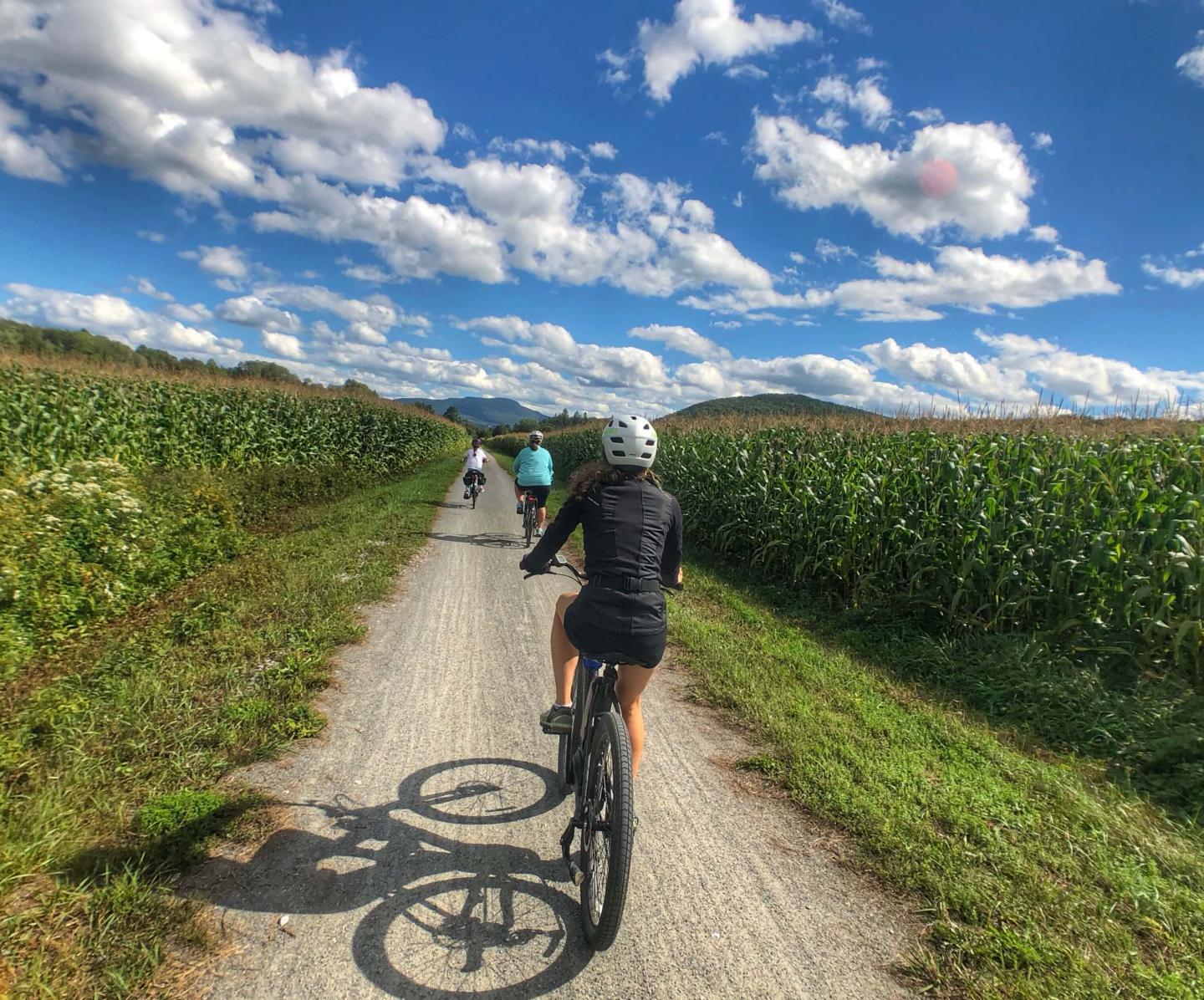 Cyclists on a sunny bike path between tall green cornfields under a blue sky.