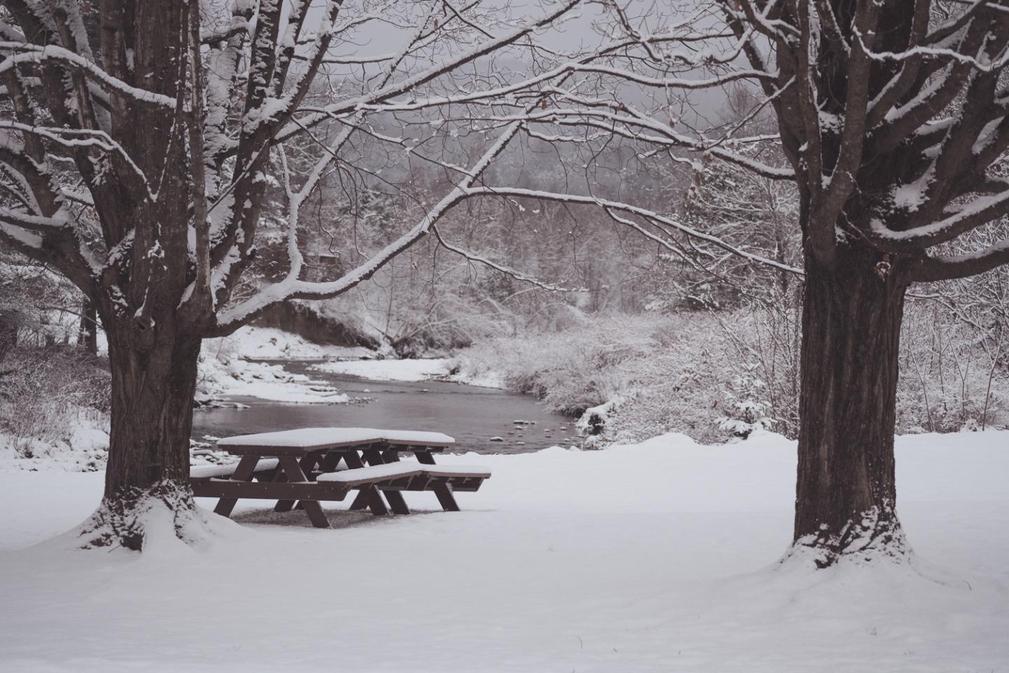 Snowy park scene with picnic table between two snow-covered trees.