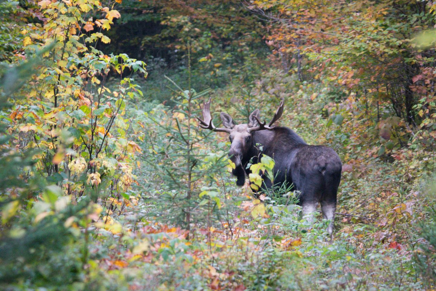 Moose standing in colorful autumn forest.