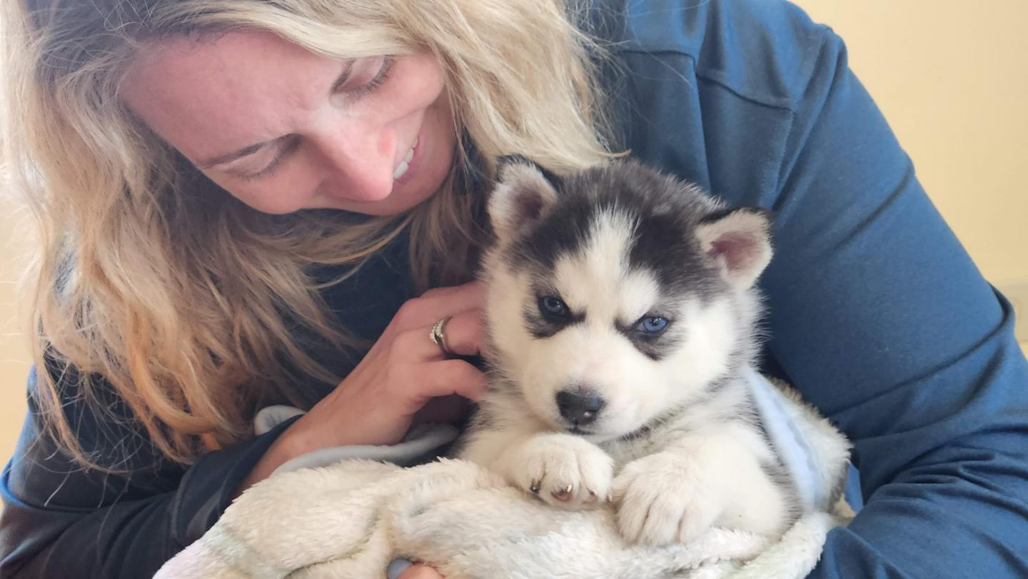 Woman in blue sweater cuddling a husky puppy wrapped in a blanket.