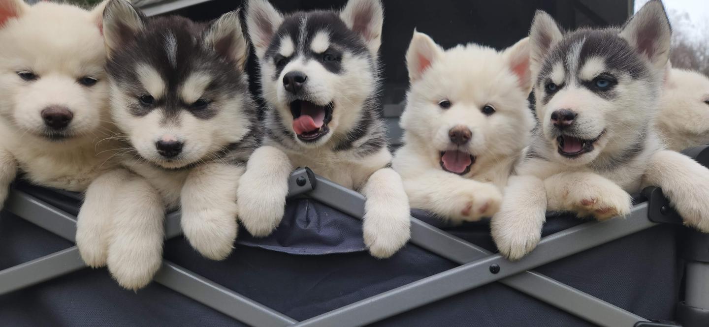 Five fluffy husky puppies with varying fur patterns and colors, sitting side by side.