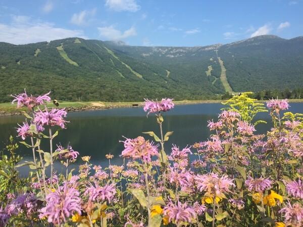 Wildflowers by a lake with mountains in the background under a blue sky.