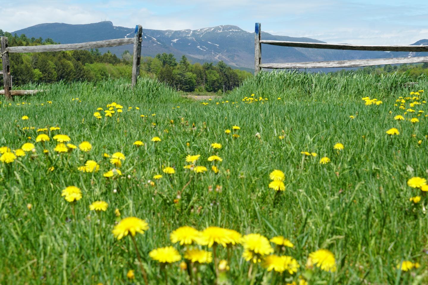 Mountain meadow with yellow flowers, wooden fence, and distant snow-capped peaks.