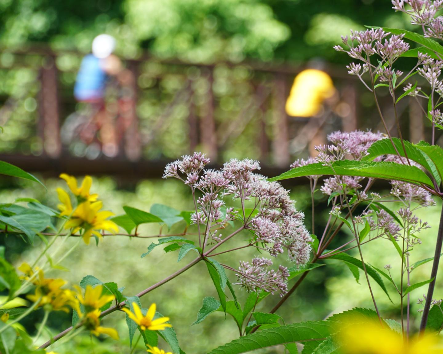 Flowers in focus, cyclists blurred in the background on a bridge.