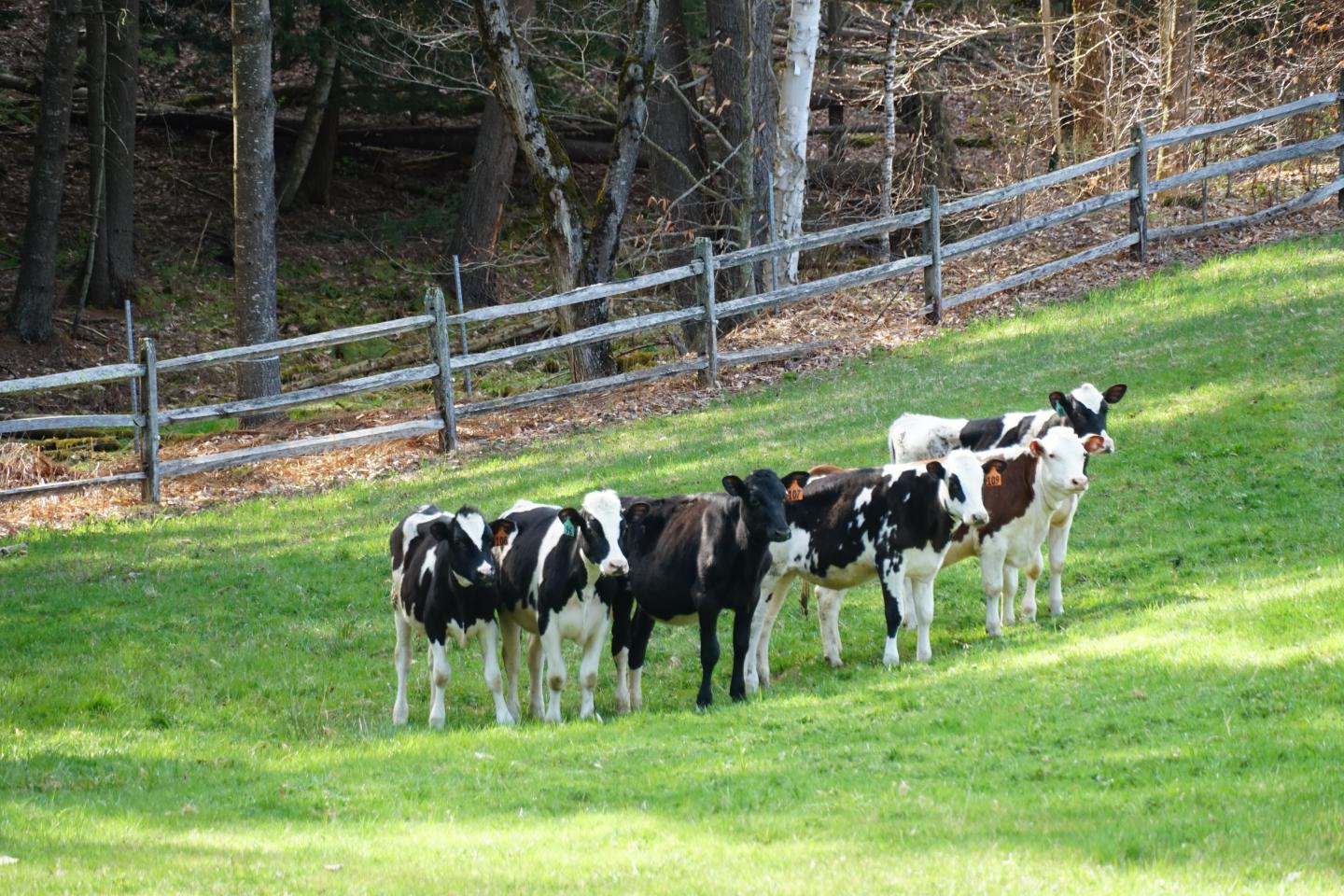 Cows grazing on a grassy field near a wooden fence, with trees in the background.