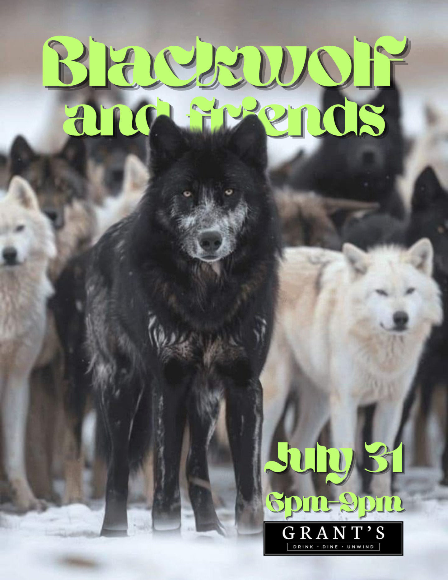 Black wolf stands amid a pack of white wolves in snow.