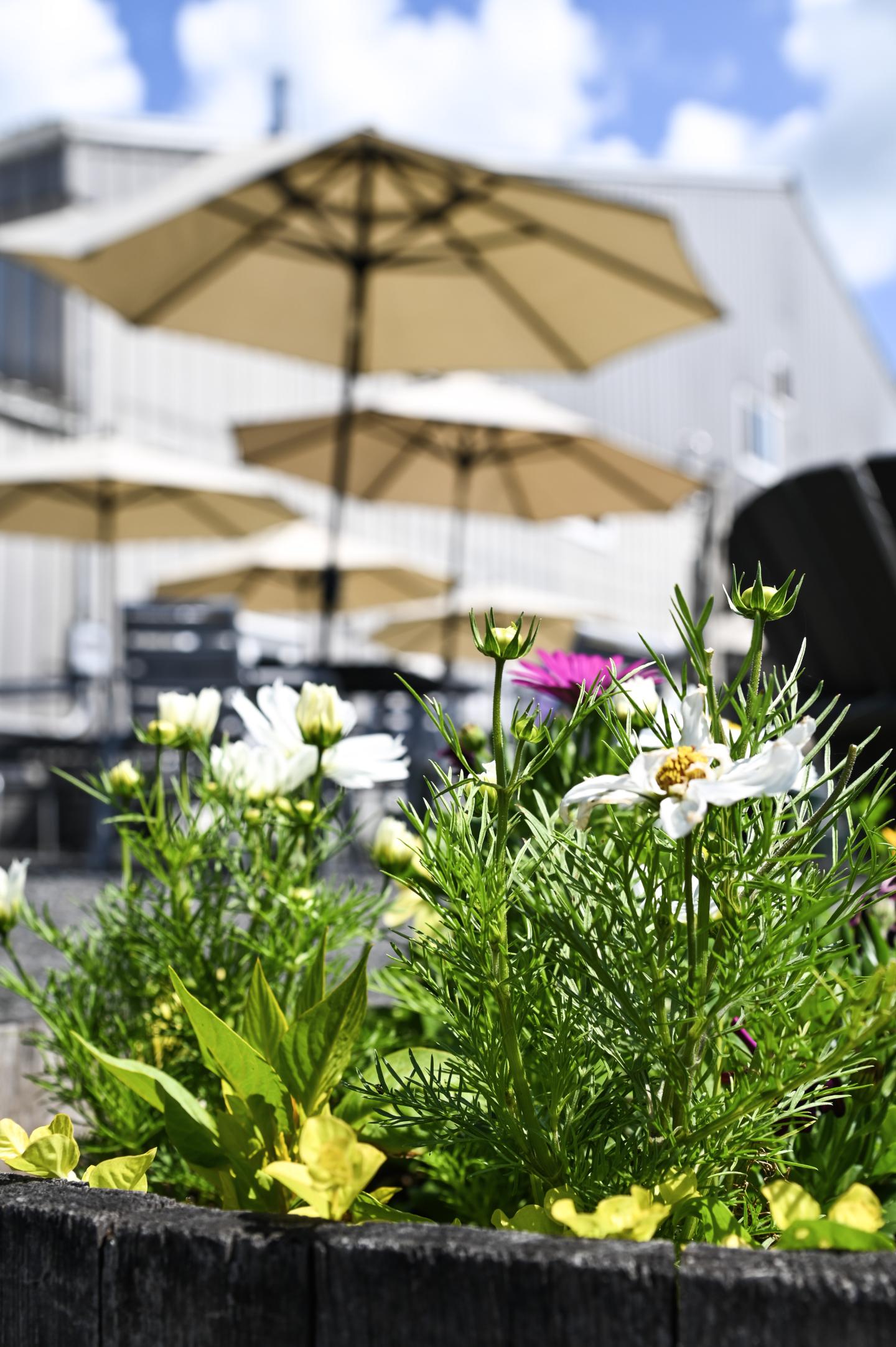 Flower bed with white and yellow blooms, blurred patio umbrellas in the background.