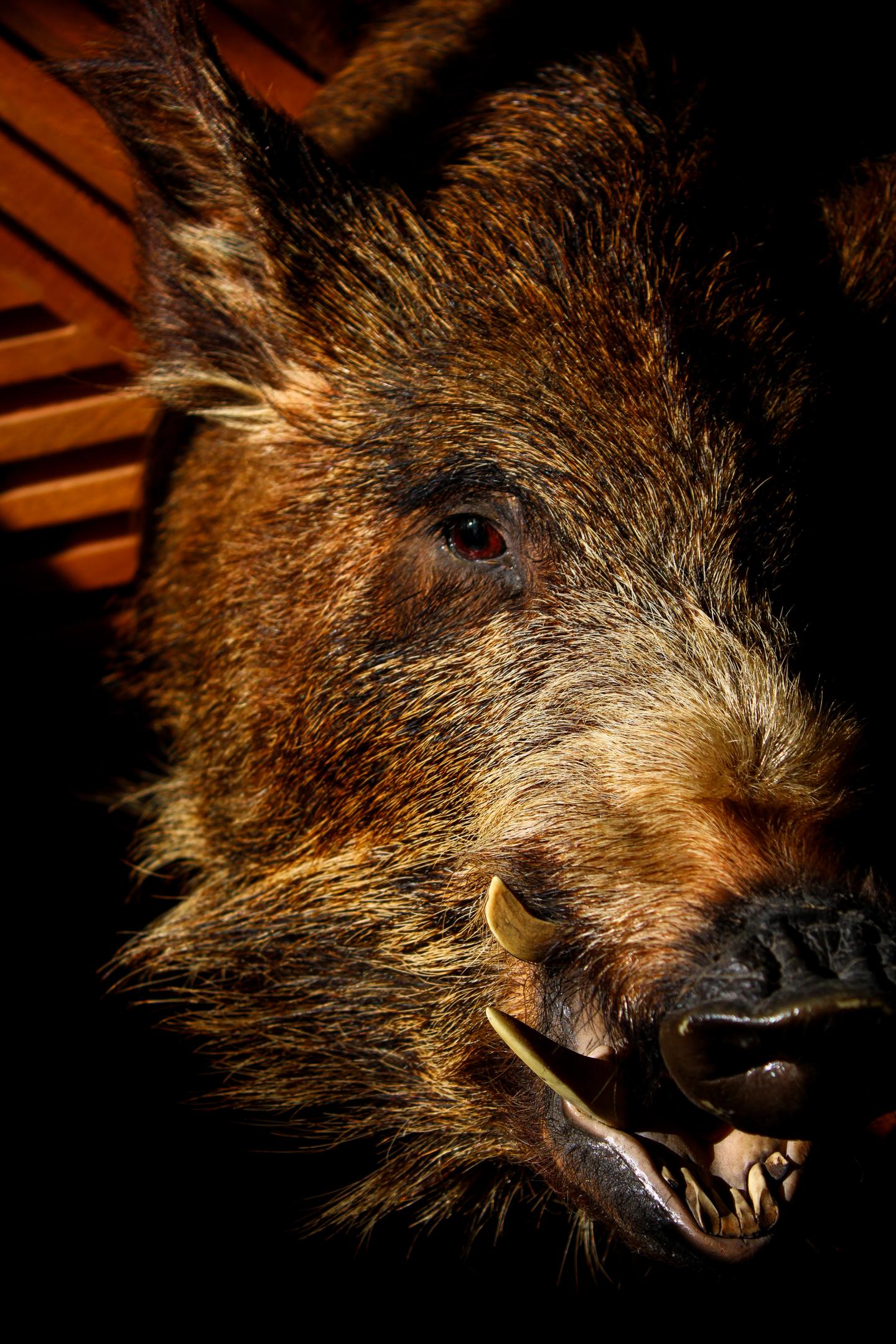 Wild boar in dim lighting, showing tusks and textured fur.