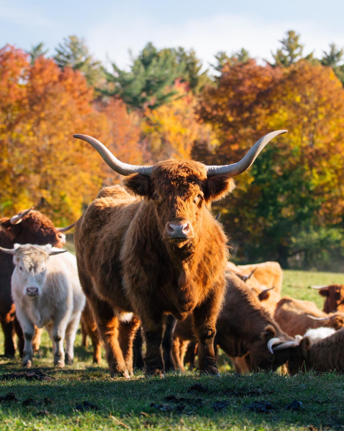 Highland cow with long horns surrounded by fall foliage in a field.