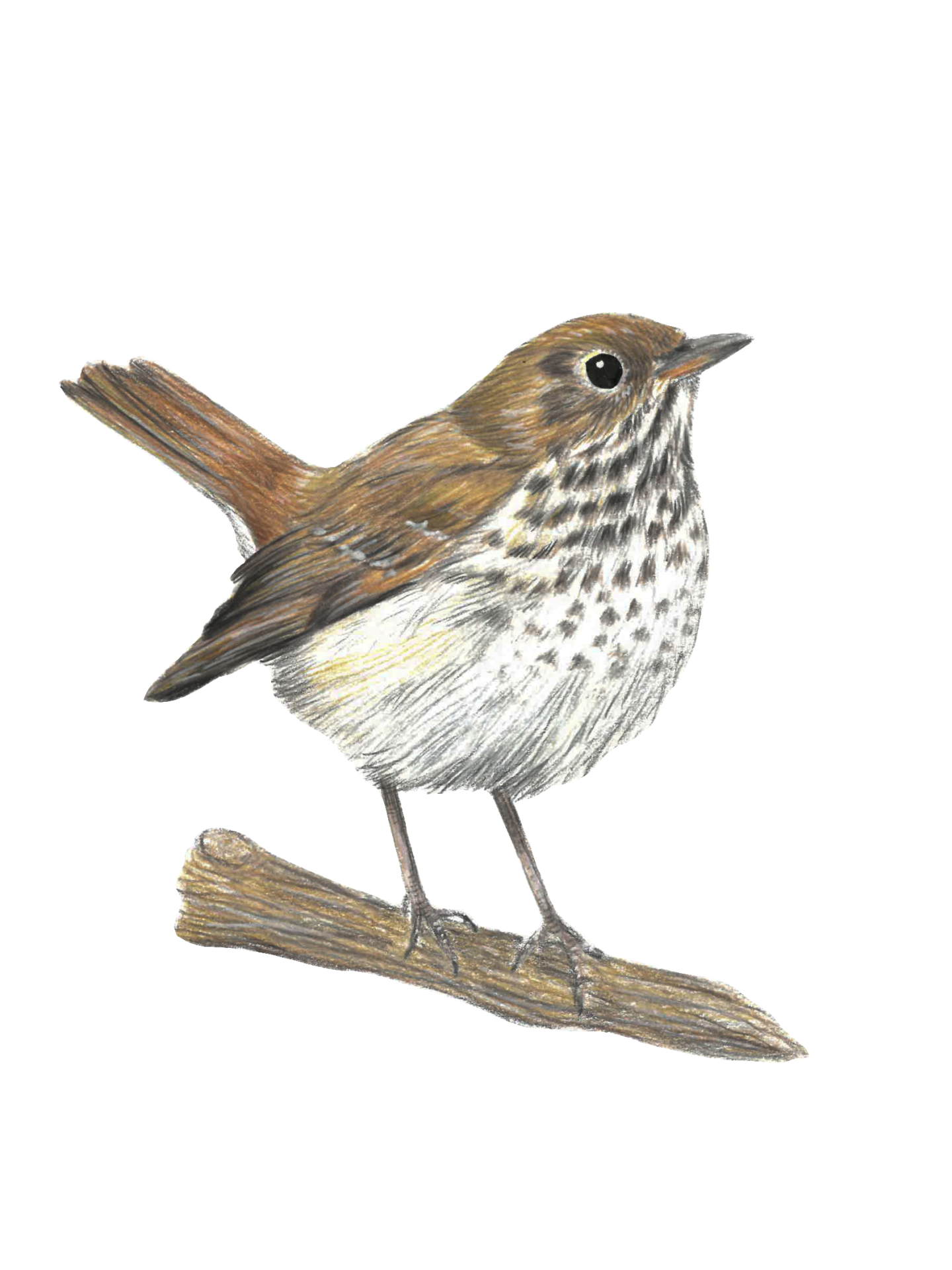 Brown and white bird illustration on branch.