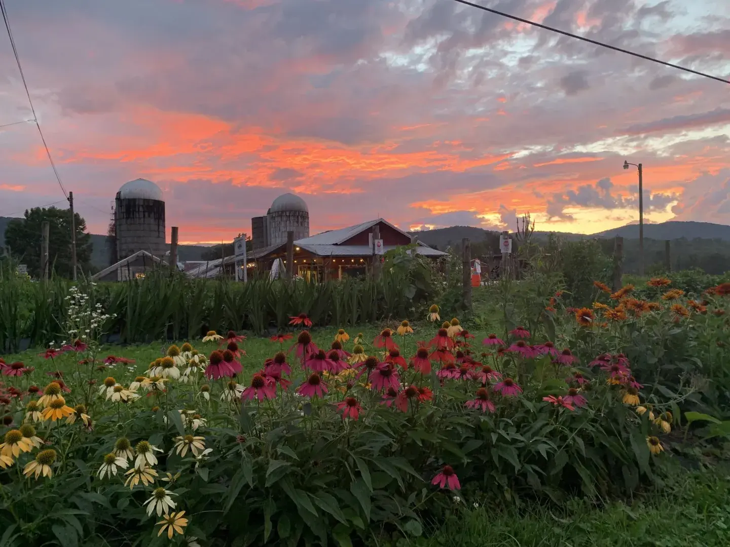 Sunset over a farm with vibrant wildflowers and distant silos.