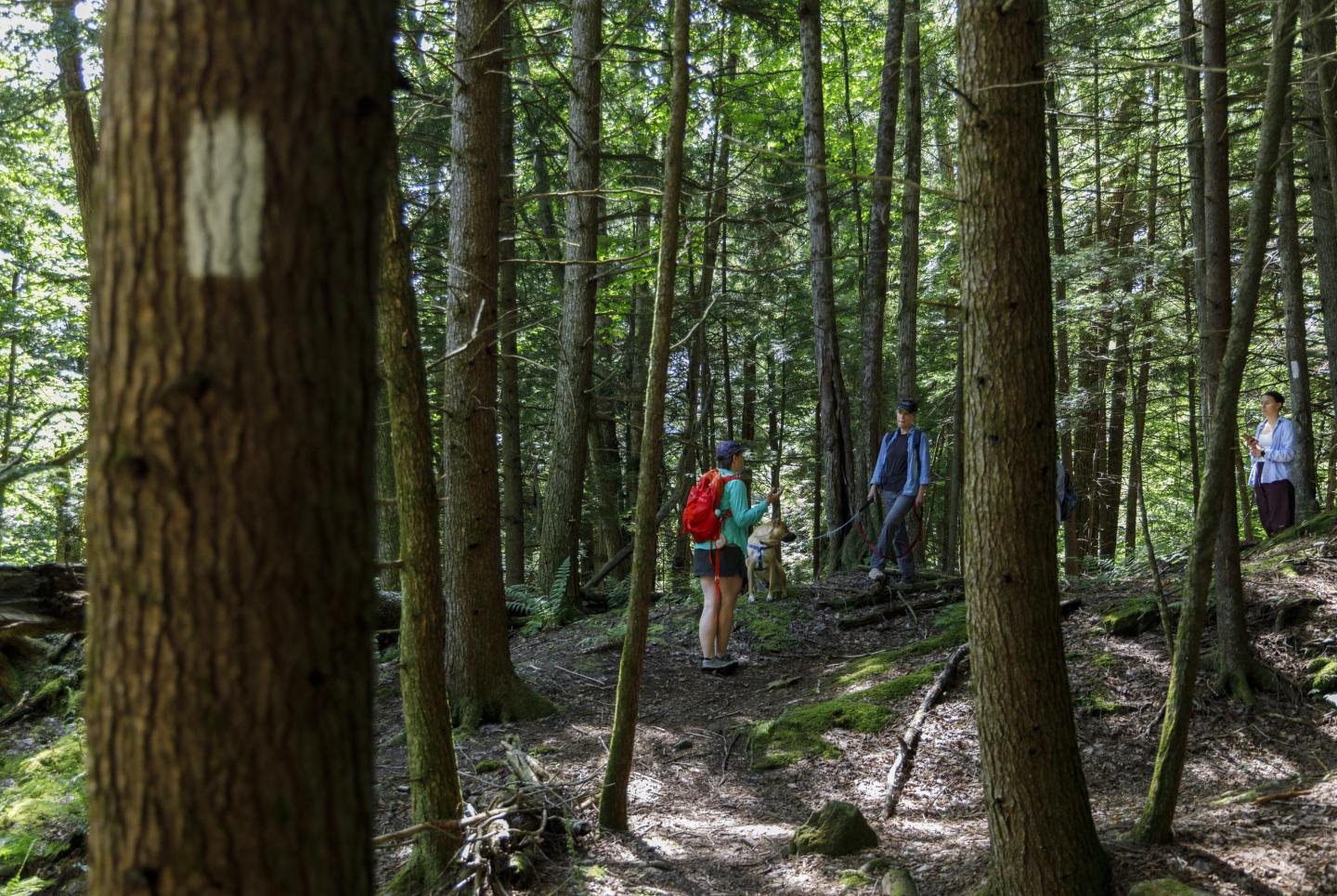 Hikers walking through a dense forest trail with marked trees.