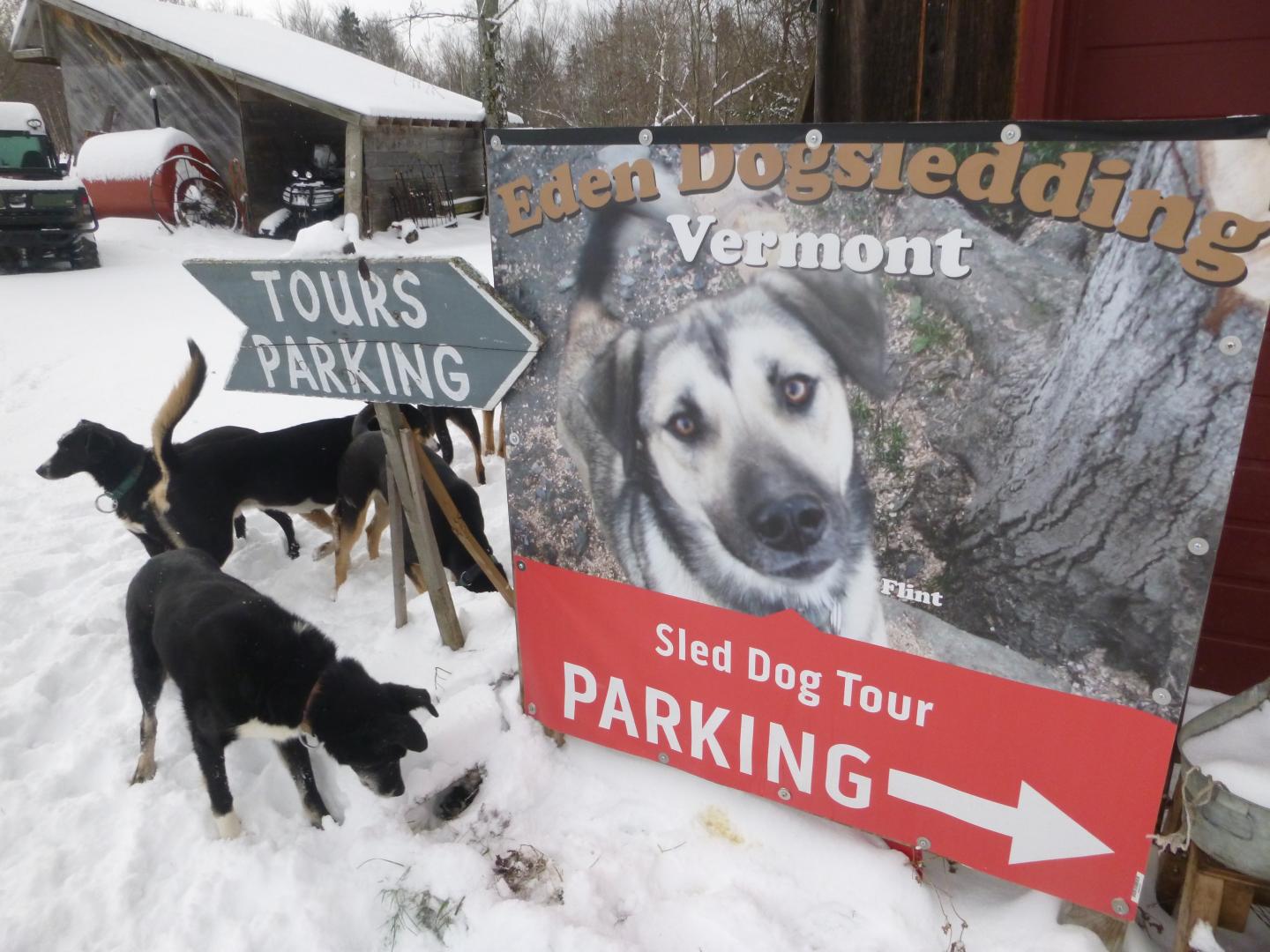 Our sled dogs in snow near sled dog tour parking signs.
