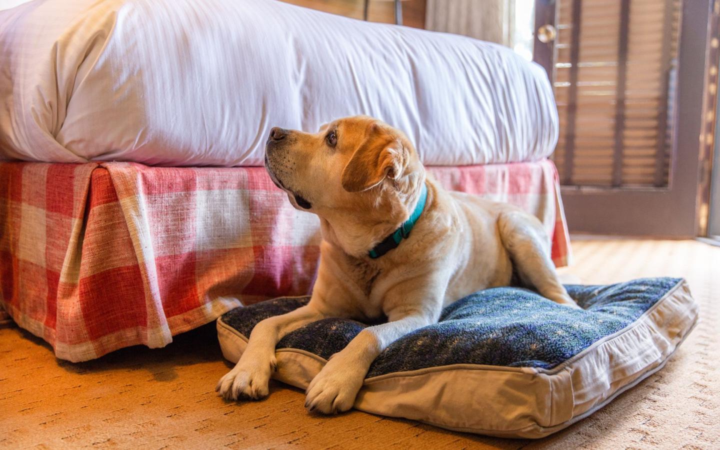 Yellow Labrador lying on a dog bed by a bedside.
