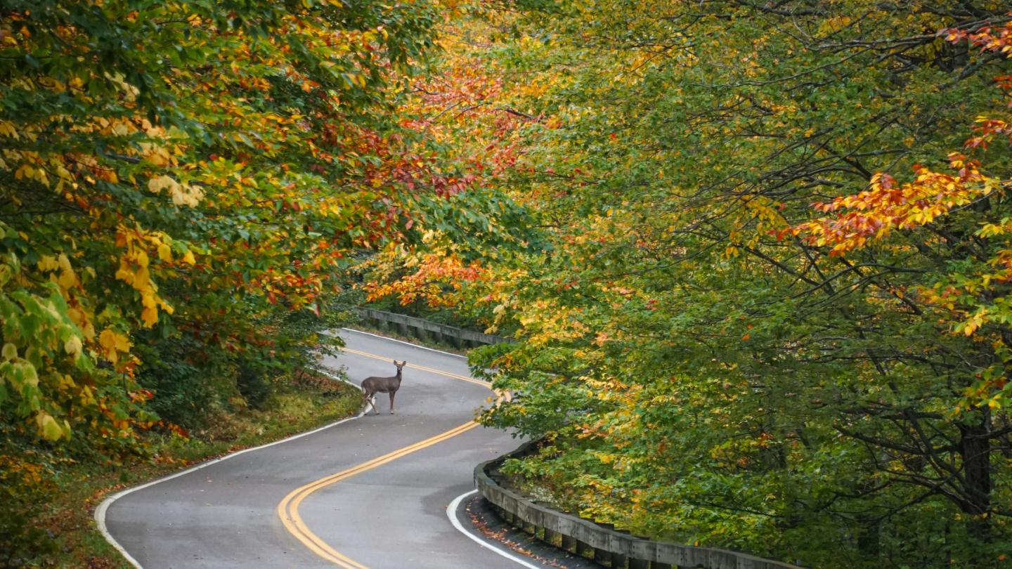 Winding road through autumn forest with a deer crossing.