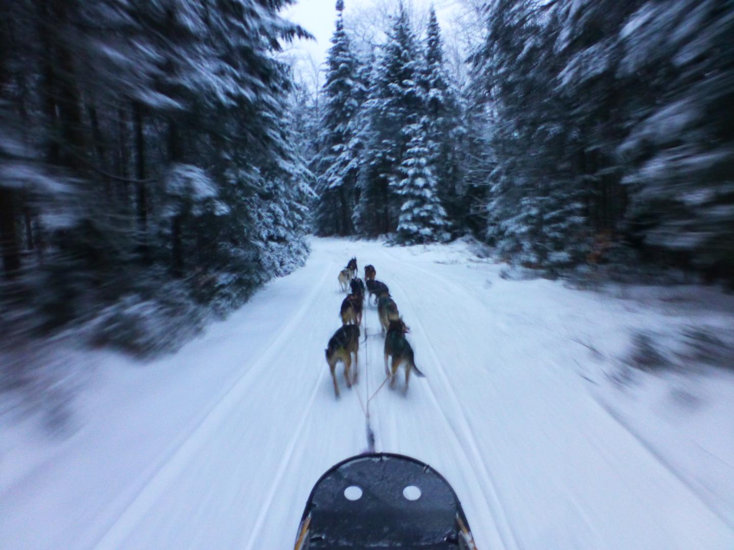 Dog sledding through a snowy forest trail.