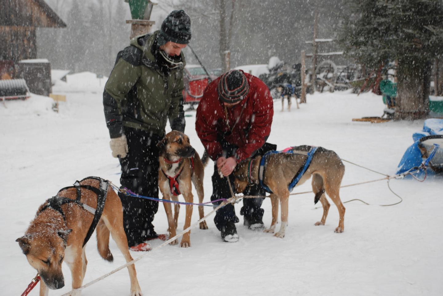 Two people with sled dogs in a snowy setting.