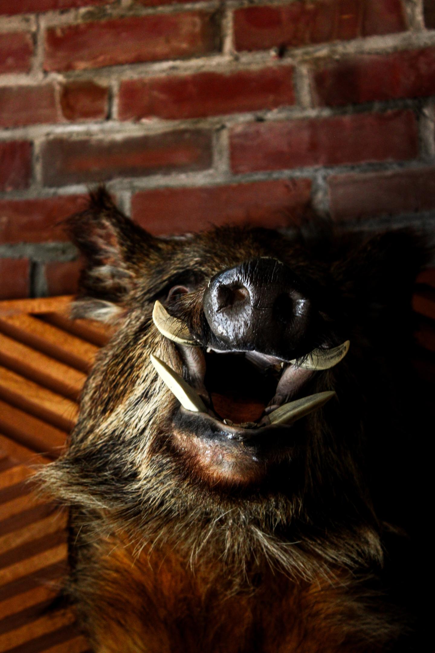 Wild boar head with large tusks against a brick wall.