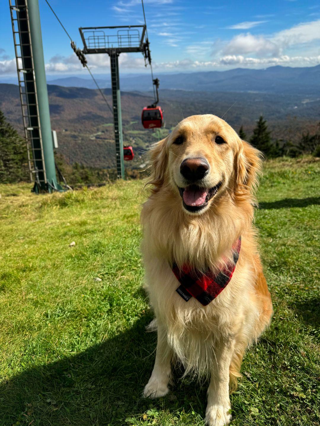 Golden retriever with a plaid bandana on grassy hill, ski lift and mountains in background.