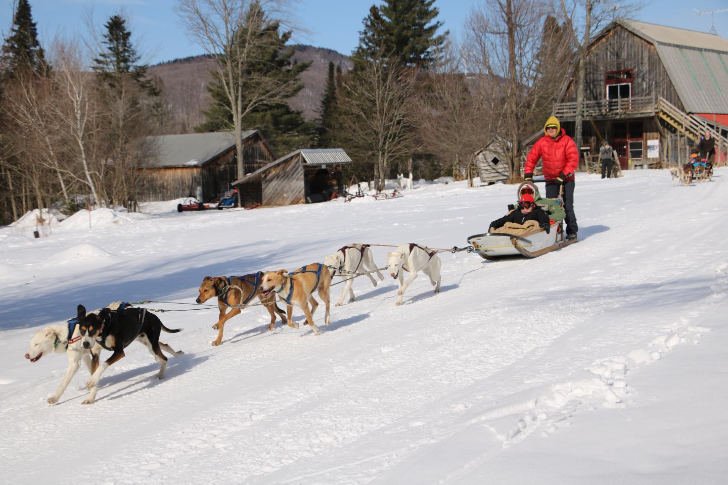 Dogsled team pulling a sled in snowy landscape, trees and cabins in background.
