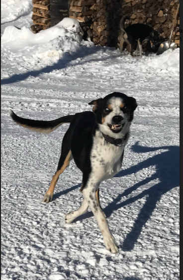 Dog joyfully running on snowy ground under bright sunlight.