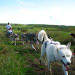 Dog sled-on-wheels team on a grassy trail with Jim driving the team