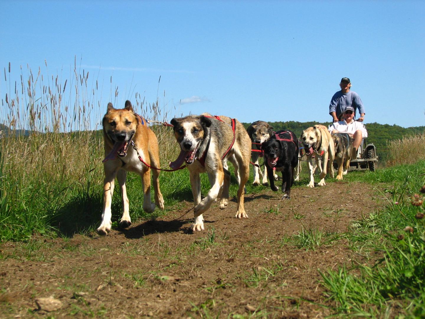 Dog sledding-on-wheels in sunny weather.