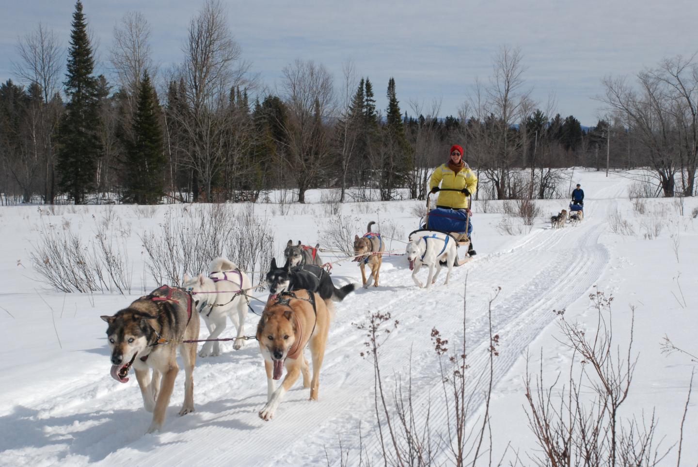Dog sledding in snowy landscape with evergreen trees.