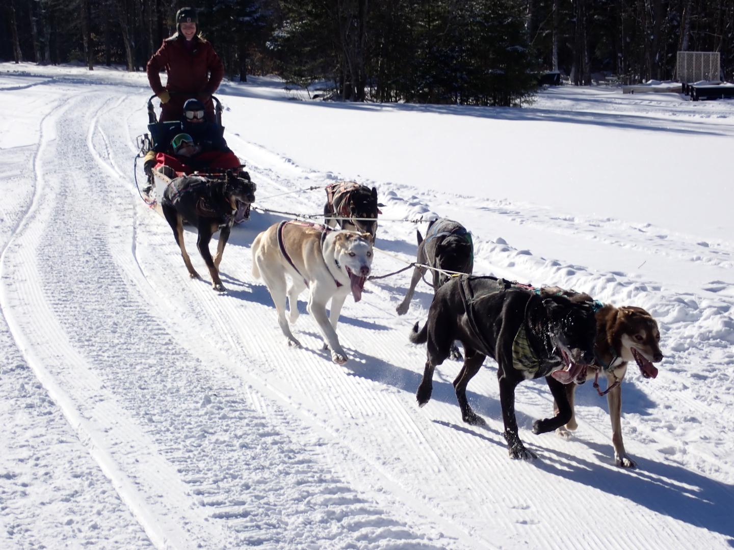 Dog sled team pulling a sled through snowy forest trail.