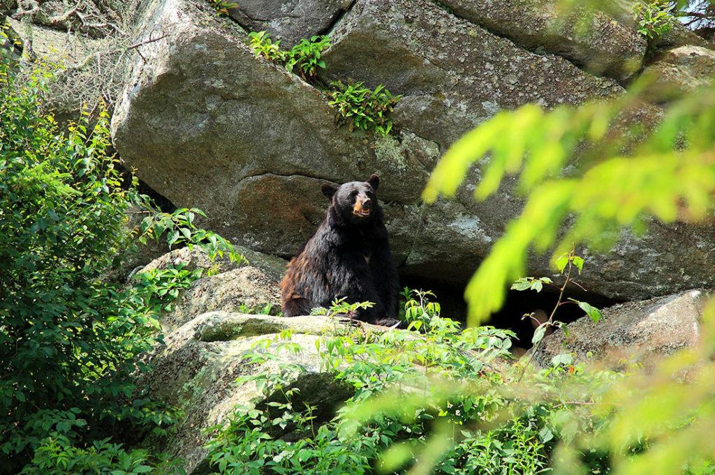 Bear sitting on rocks surrounded by greenery.