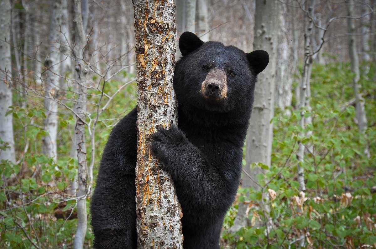 Black bear hugging a tree in a forest.