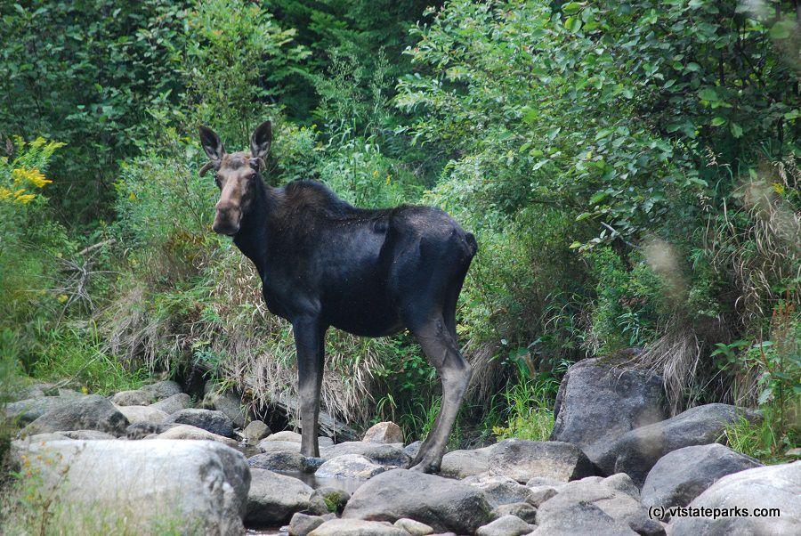 Moose standing on rocks in a forest setting.