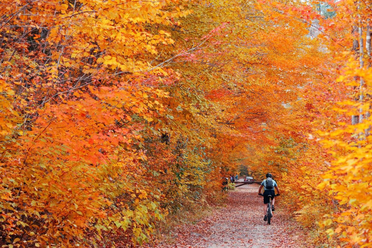 Cyclist riding along a leaf-covered path beneath vibrant autumn foliage