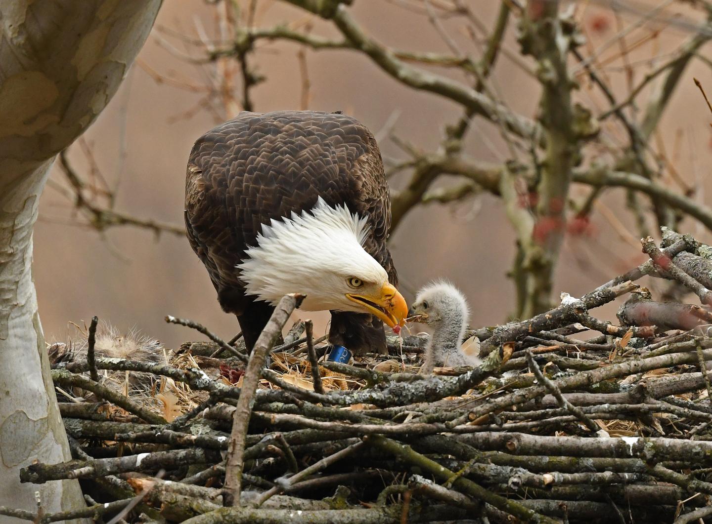 Bald eagle feeding a chick in a large nest of sticks.