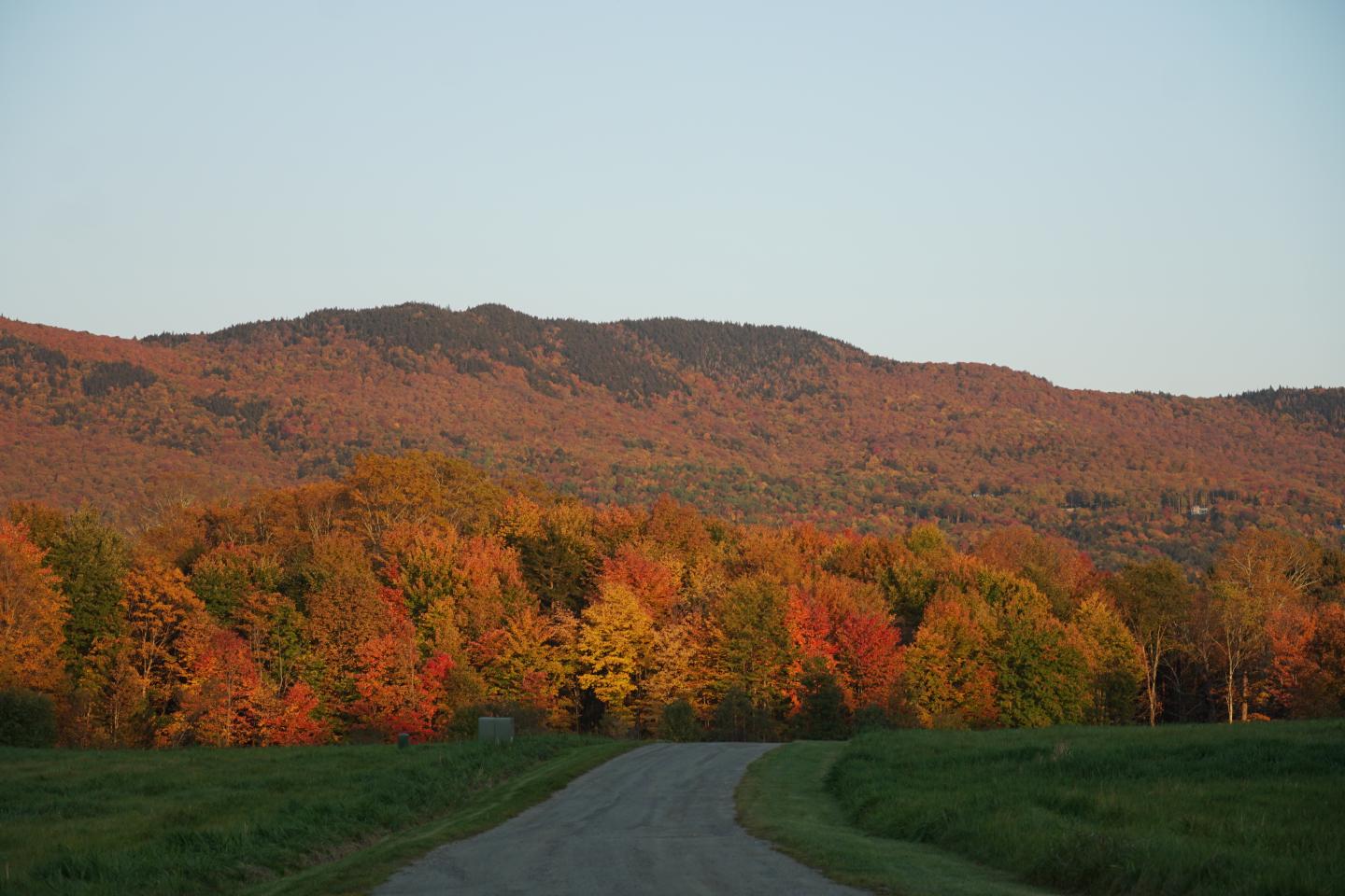 Winding road through colorful autumn forest beneath low hills.