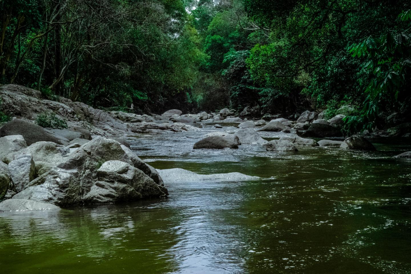 Shallow forest stream flowing over rocks beneath dense green foliage