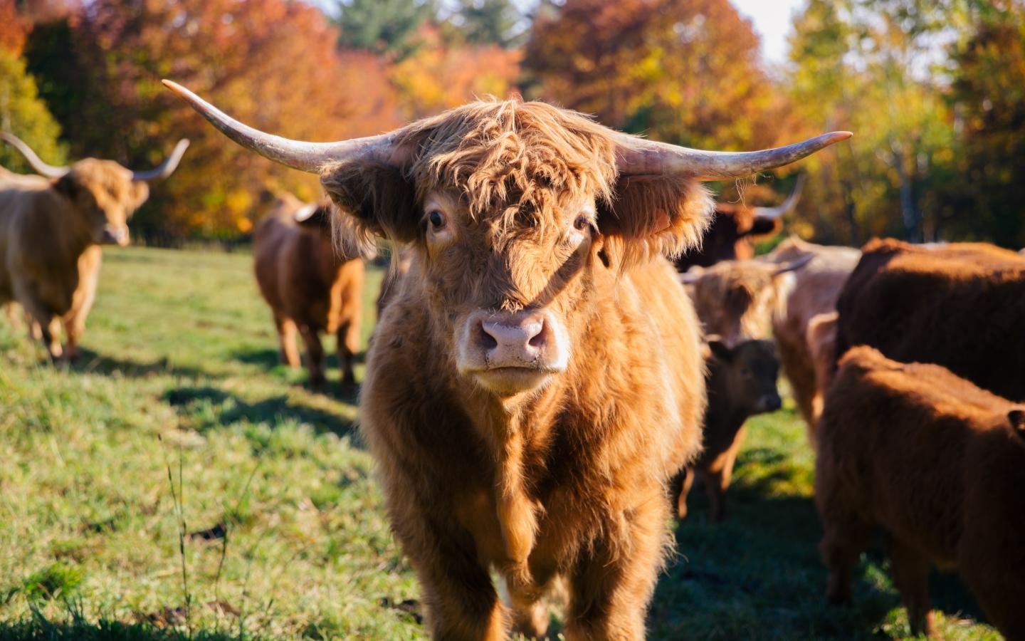 Highland cow with shaggy brown fur standing in a sunlit autumn field.