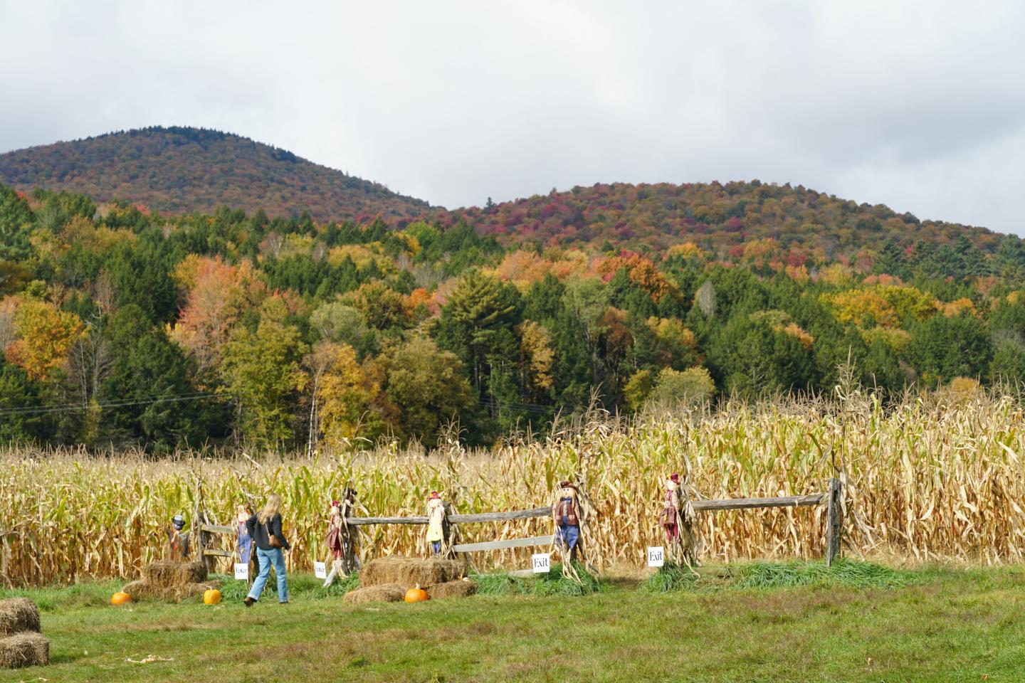 Children walking beside a cornfield with autumn hills in the background.