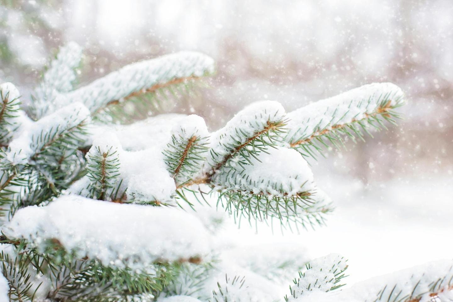 Snow-covered evergreen branches during a winter snowfall.